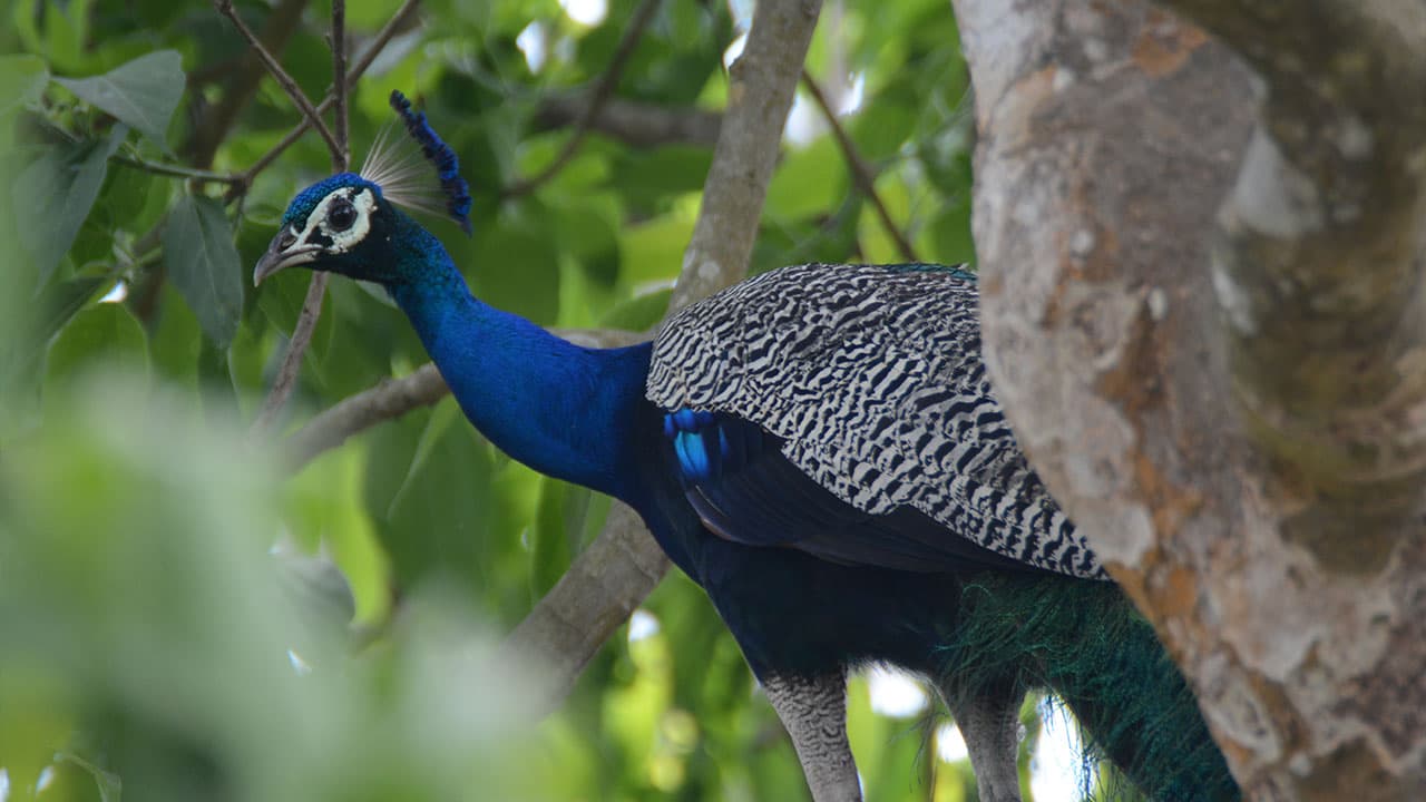 Peacock in Chitwan National Park