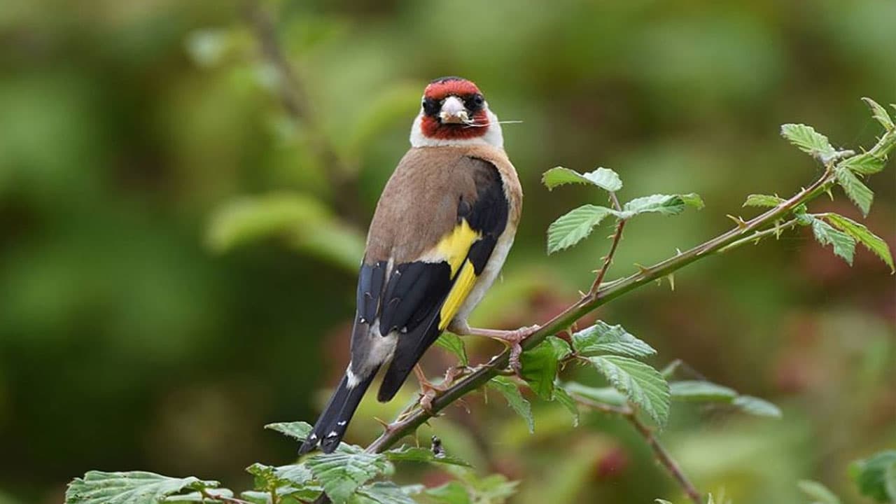 Birds In Shivapuri