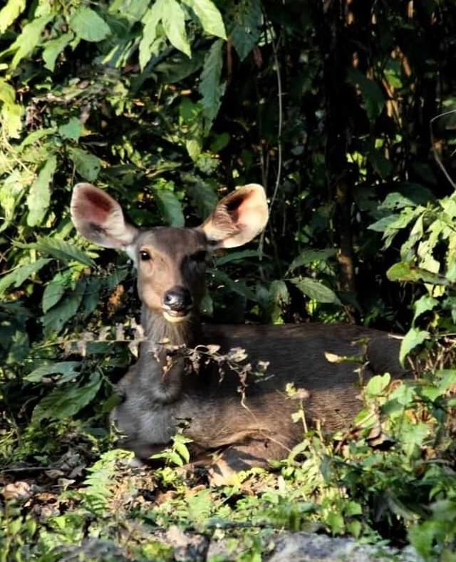 Jungle Safari