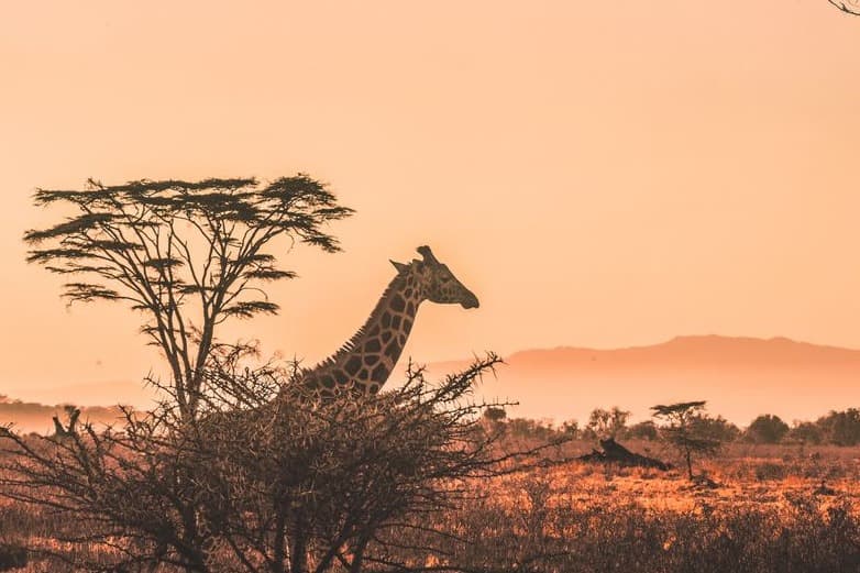 The Best Safari in Serengeti, Tanzania