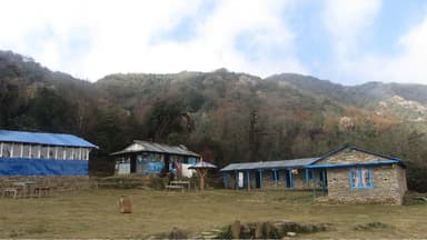 Forest Camp