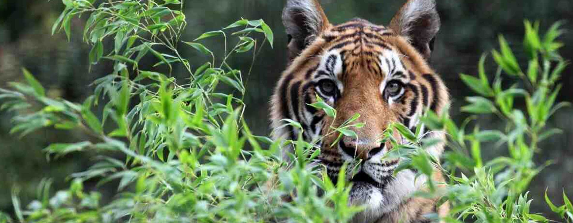 Bardiya Jungle Safari