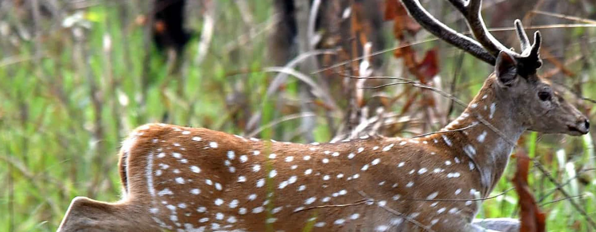 Luxury Chitwan Jungle Safari