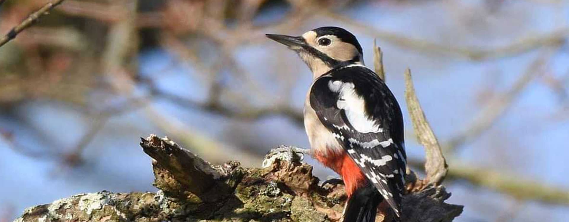 Phulchwoki Hill Bird Watching