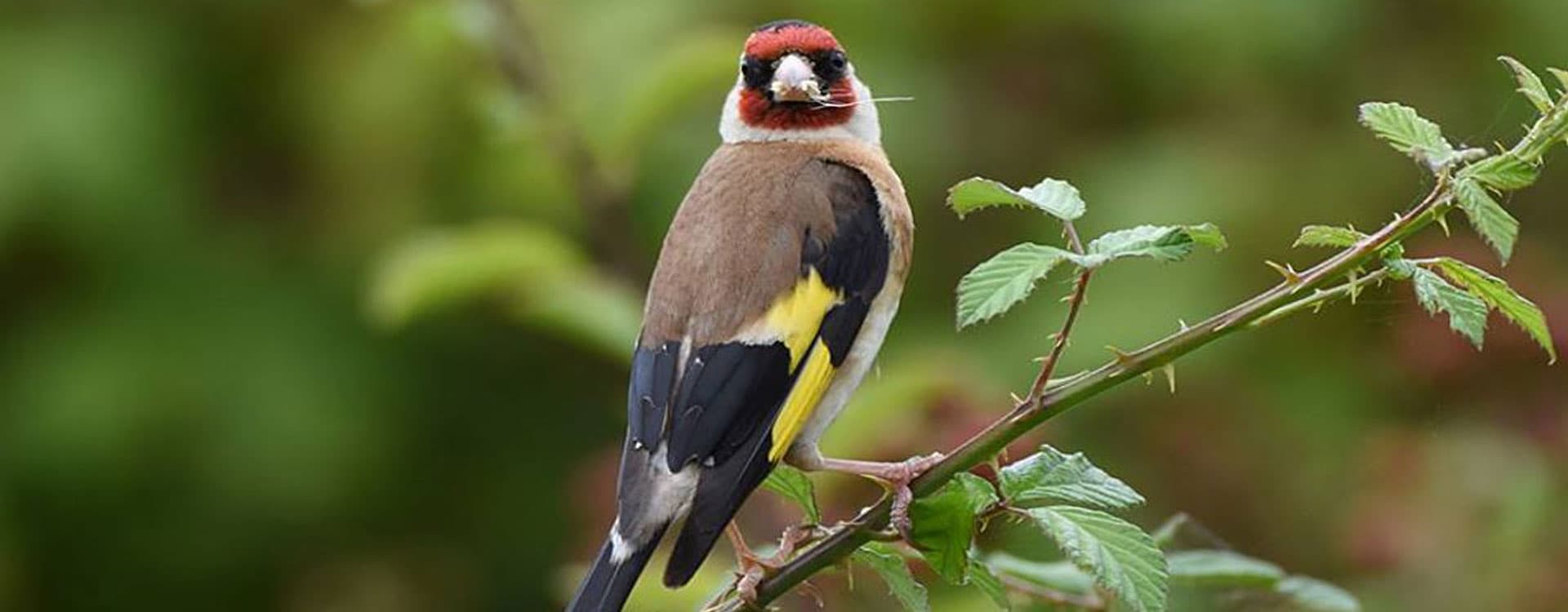 Shivapuri Bird Watching