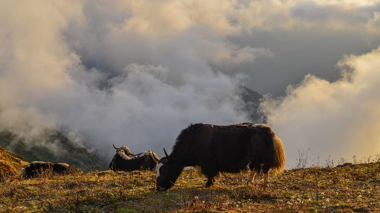 Himalayan yaks grazing on a grassy mountain slope surrounded by clouds during the Khopra Danda trek in Nepal.