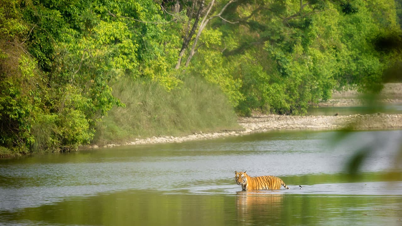Bardiya National Park Tiger