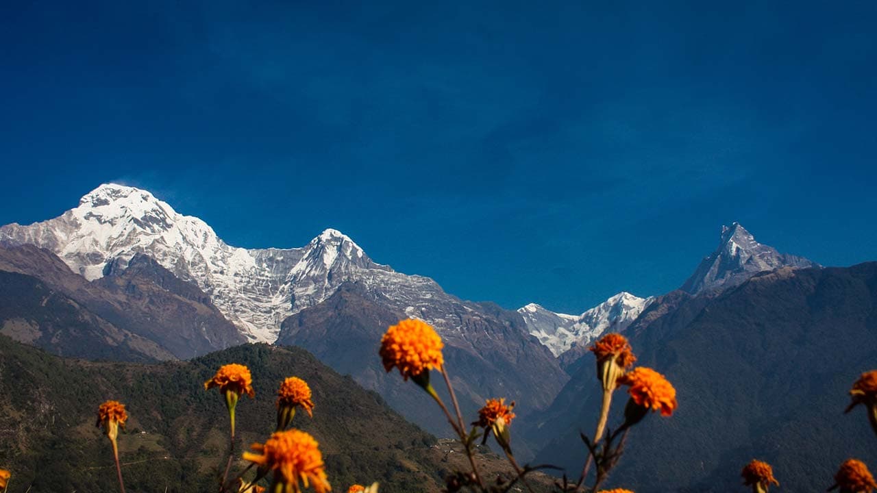 Orange marigolds with snow-capped mountain peaks in the background under a blue sky.