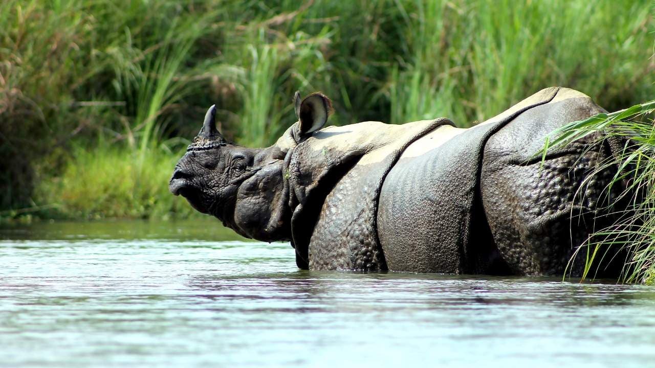Golden Triangle Luxury Tour Nepal Chitwan